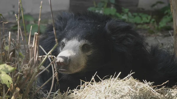 Urso pardo ou urso negro (Ursus thibetanus ) — Fotografia de Stock