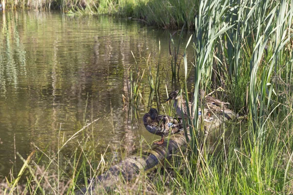 Hree canards sauvages assis sur le lac parmi les roseaux — Photo