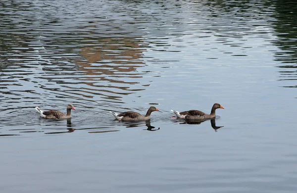 Tre vackra änder simmar på sjön. — Stockfoto