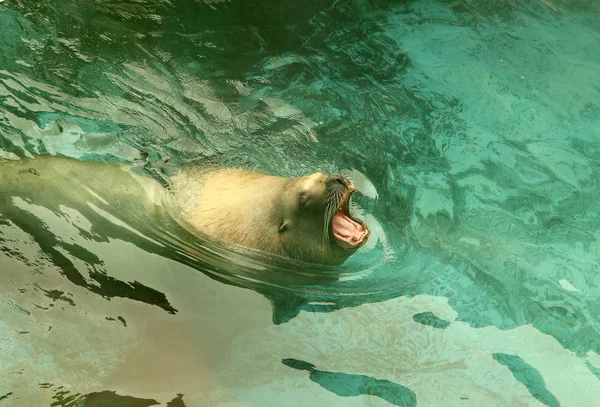 Grand lion de mer nageant dans la mer — Photo