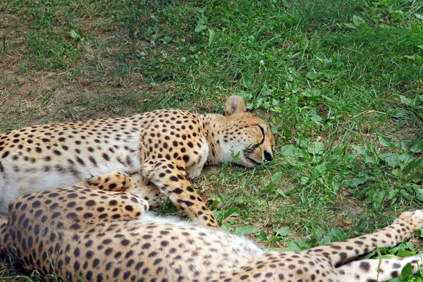 Dois Amur leopardo dormindo na grama verde — Fotografia de Stock
