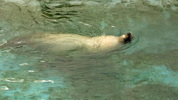Grande leone marino che nuota nel mare — Foto Stock