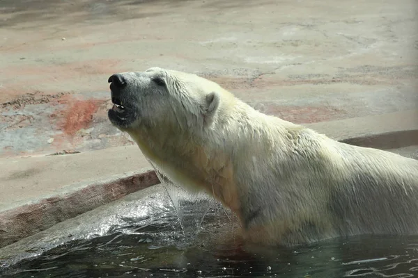 Volwassen ijsbeer in het water — Stockfoto
