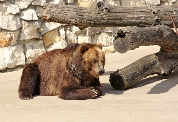 Big Brown Bear senta-se em uma rocha . — Fotografia de Stock