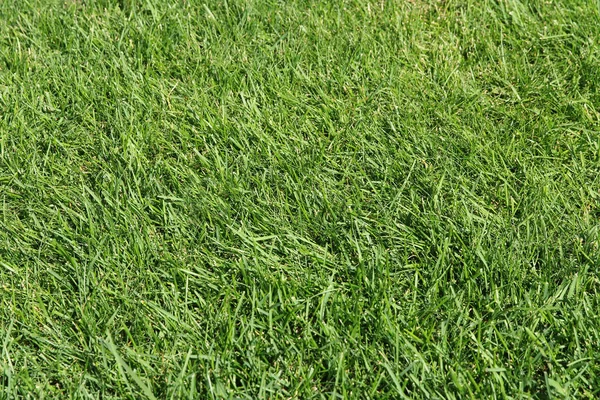 Textura de grama verde para fundo — Fotografia de Stock