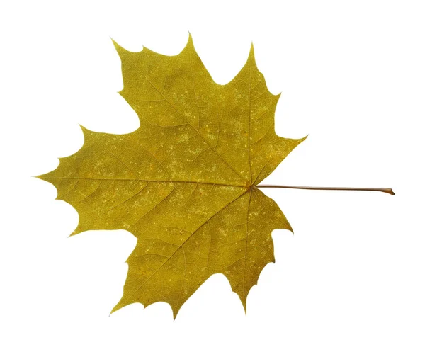 하얀 배경에 고립되어 있는 단풍잎 — 스톡 사진