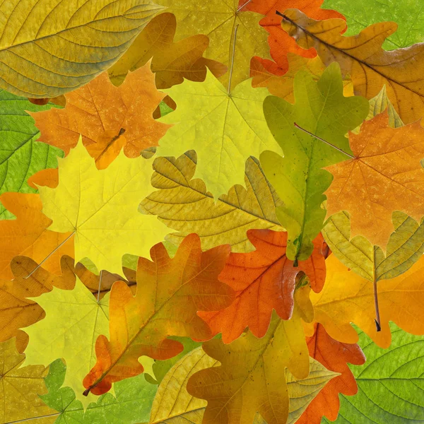 Colorful and bright background made of fallen autumn leaves. — Stock Photo, Image