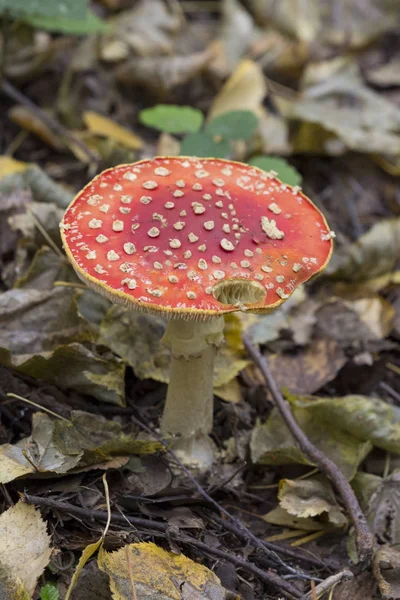 Fly agaric, mushroom — Stock Photo, Image