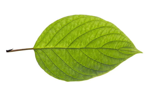 Hoja de abedul aislada sobre fondo blanco —  Fotos de Stock