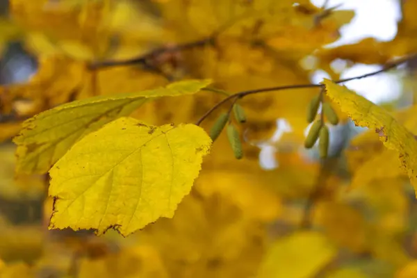 Birch leaf — Stockfoto