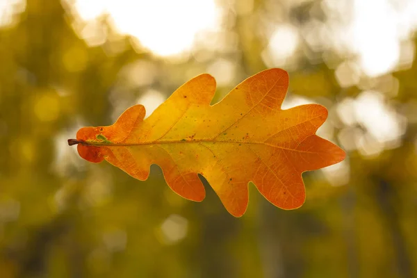 Foglia di quercia — Foto Stock