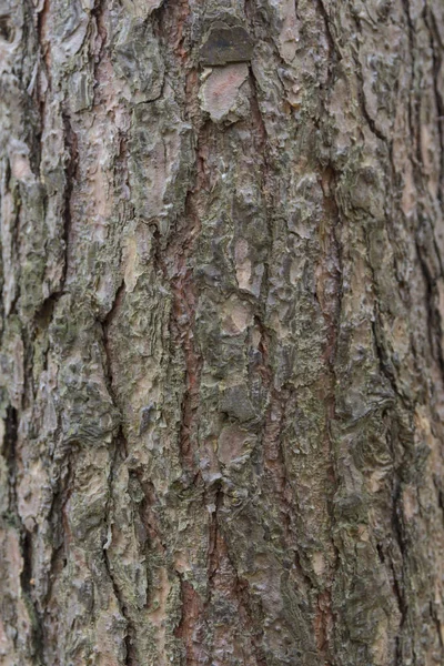 A casca do pinheiro, fundo. — Fotografia de Stock