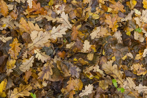 Sfondo colorato e luminoso fatto di foglie cadute autunno. — Foto Stock