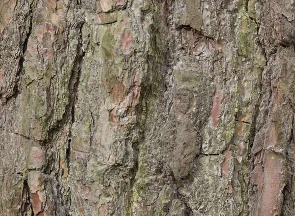 松树的树皮，背景. — 图库照片