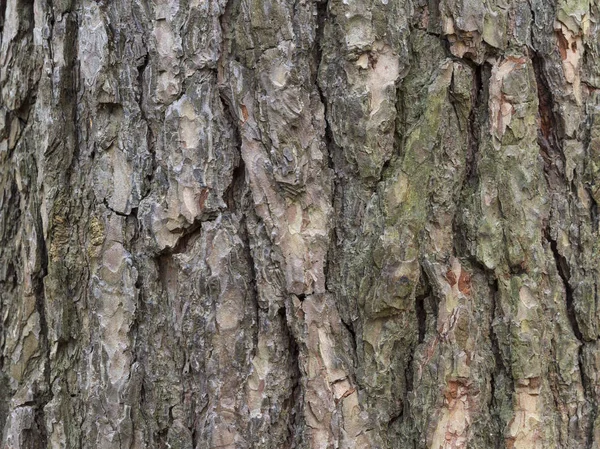 La corteccia di pino, sfondo. — Foto Stock