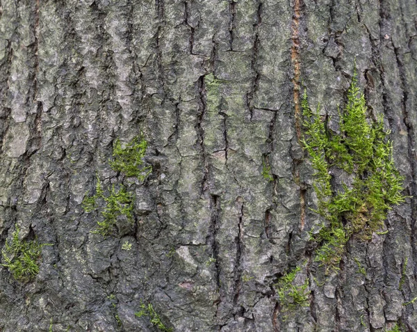 La corteccia di pino, sfondo. — Foto Stock