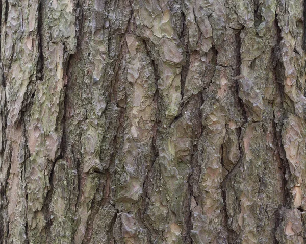 The bark of pine tree, background. — Stock Photo, Image