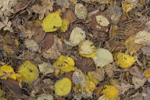 Kleurrijke en heldere achtergrond gemaakt van gevallen herfstbladeren. — Stockfoto