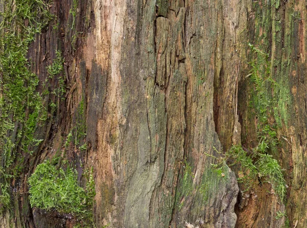 La mousse et la moisissure affectent un panneau de bois — Photo