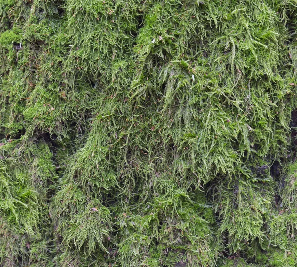 Moos und Schimmel beeinflussen eine Holzplatte — Stockfoto