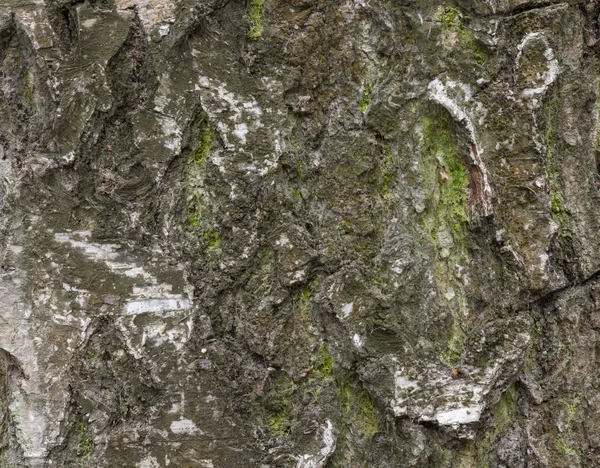 The bark of pine tree, background. — Stock Photo, Image