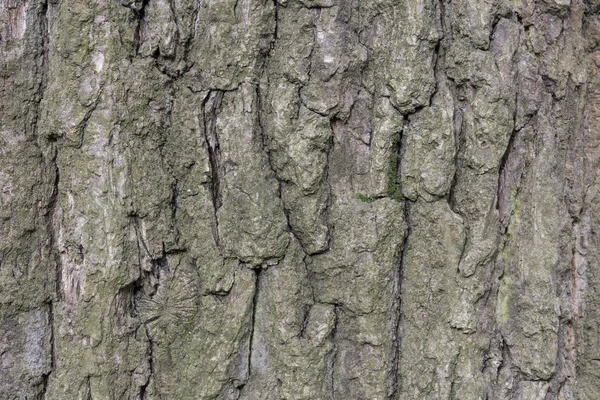 Die Rinde der Kiefer, Hintergrund. — Stockfoto