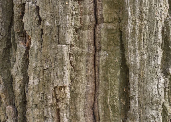 Die Rinde der Kiefer, Hintergrund. — Stockfoto