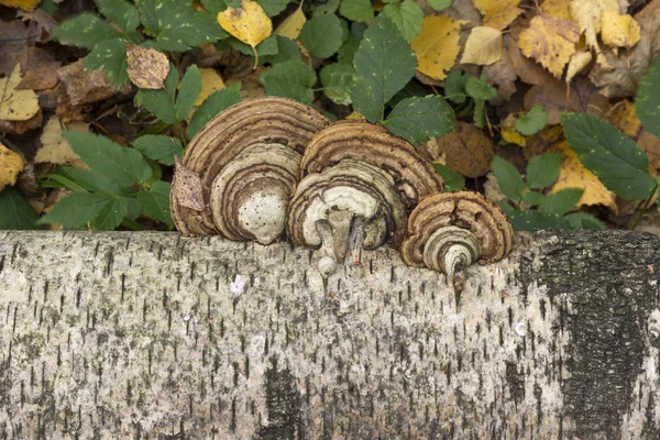 Mushrooms growing on the trunk of a birch autumn background. — Stock Photo, Image