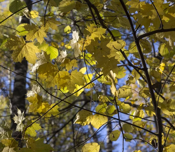 Grande quercia autunnale contro il cielo blu — Foto Stock