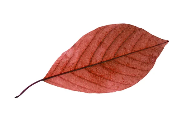 Liść brzozy izolowany na białym tle — Zdjęcie stockowe