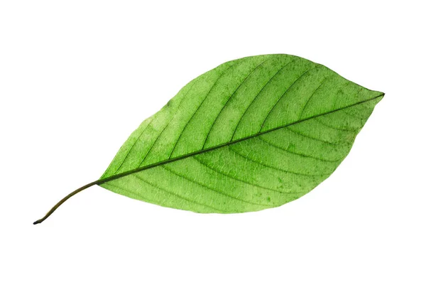 Feuille de bouleau isolée sur fond blanc — Photo