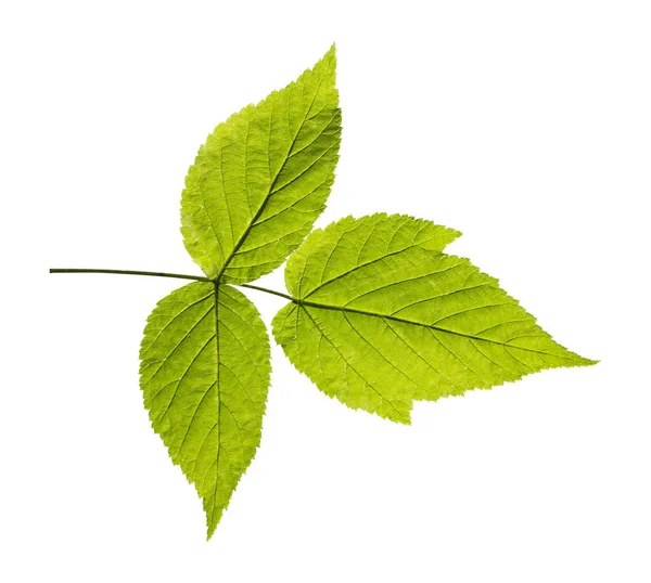 Ash leaf isolated on white background — Stock Photo, Image