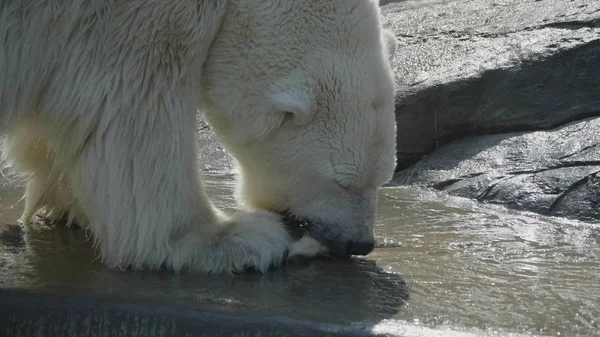 Polar Bear Ursus maritimus op een zonnige dag — Stockfoto