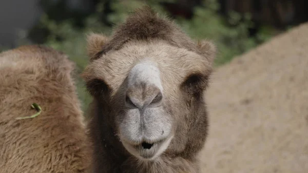 Portrait of a graceful two-humped camel resting in the shade — Stock Photo, Image