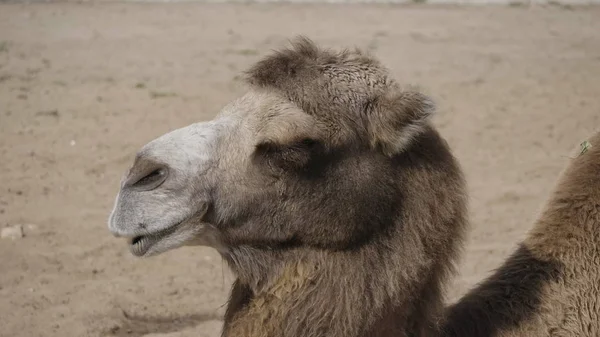 Ritratto di un grazioso cammello a due gobbe che riposa all'ombra — Foto Stock