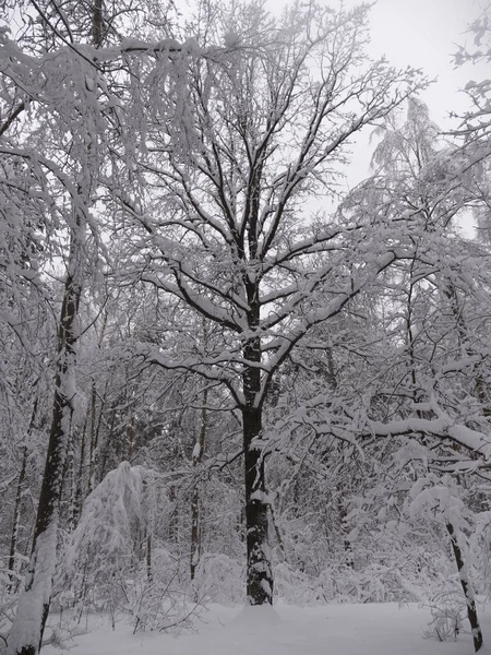 서리가 내린 화창한 날의 겨울 자연 — 스톡 사진
