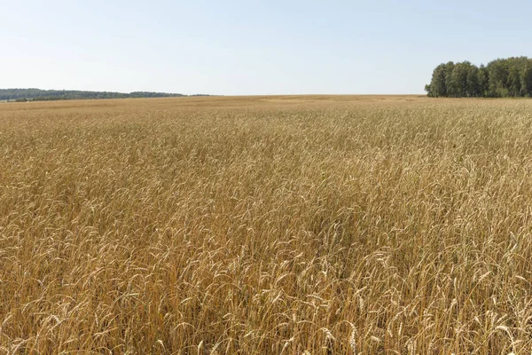 Grano amarillo listo para la cosecha que crece en un campo agrícola — Foto de Stock