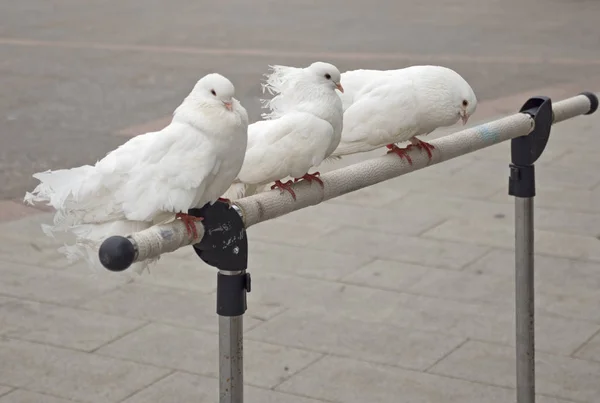 Three beautiful white pigeons sit on a stand — Stock Photo, Image
