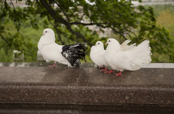 Tre bellissimi piccioni bianchi siedono su uno stand — Foto Stock