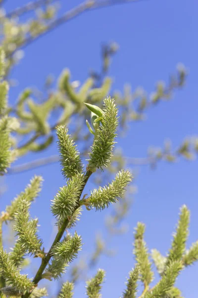 Blommande Vårbjörk på mot himlen — Stockfoto