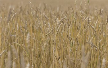 Bir tarlada yetişen sarı tahıllar hasat için hazır.