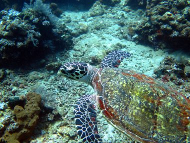 Hawksbill deniz kaplumbağası geçerli Mercan Adası, Bali