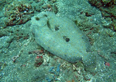 Çiçekli flounder Bothus mancus o deniz tabanında yatıyor