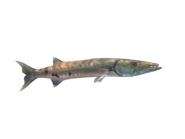 Okyanus Bali harika Barracuda balık          