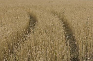 Bir tarlada yetişen sarı tahıllar hasat için hazır.