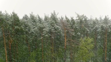 Çam ormanında kar fırtınası. Ultrahd hisse senedi görüntüleri