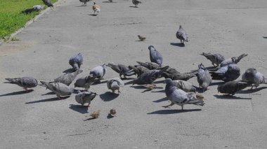 Kasaba meydanında beslenen güvercin sürüsü