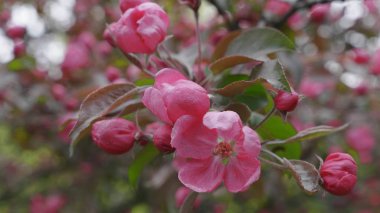 İlkbaharda elma ağaçları nın çiçek açmasıyla bahçe.