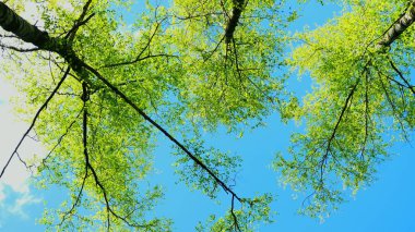 Avrupa karışık ormanı. Ağaçların tepesinde. Gölgelik kadar arıyorsunuz.