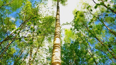 Avrupa karışık ormanı. Ağaçların tepesinde. Gölgelik kadar arıyorsunuz.